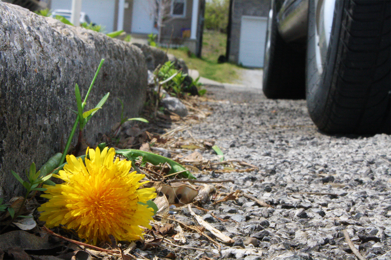 Fotografía por stever1234 para DesignCrowd (Community Contests) | Diseño #8937724