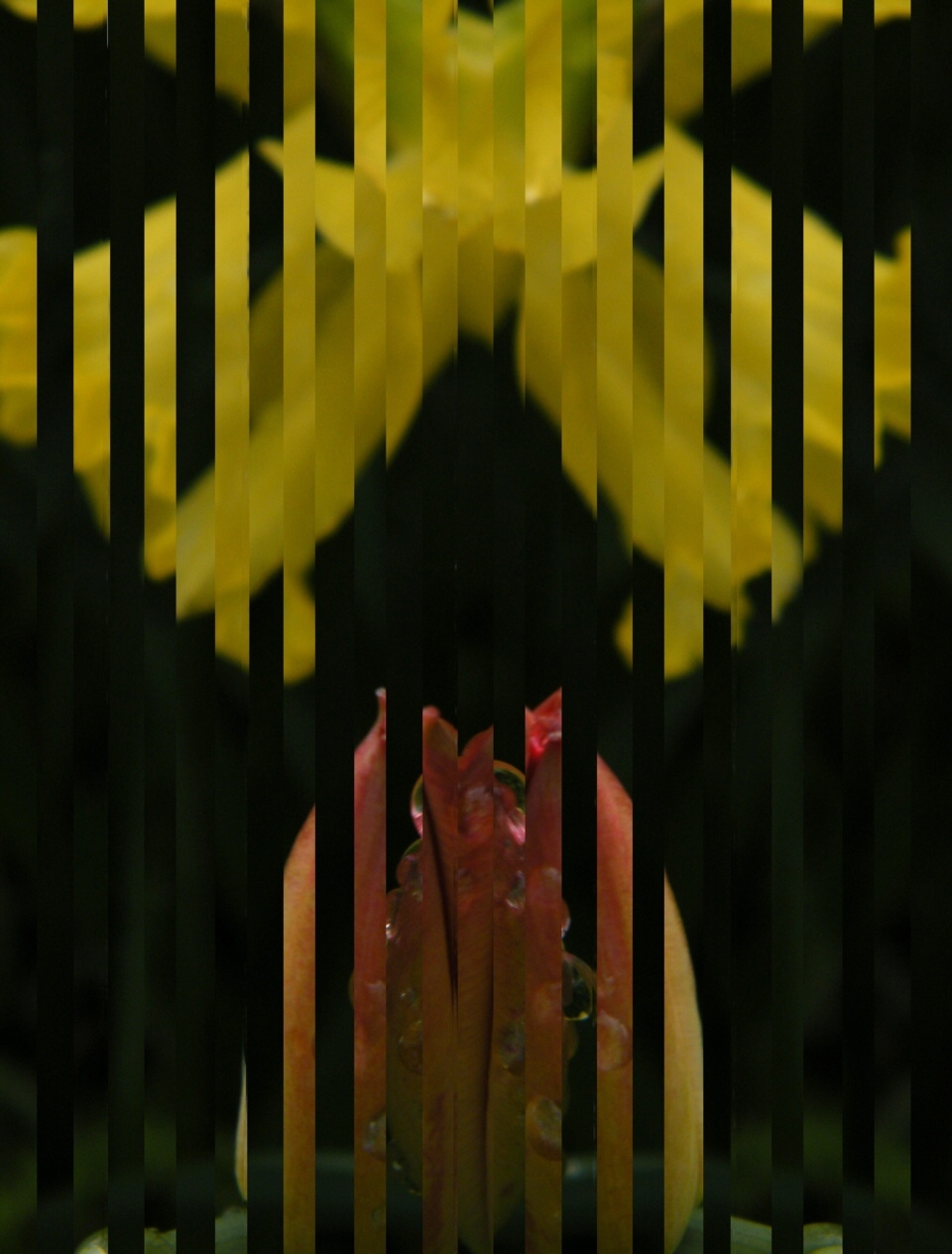 Photographie par spincast1123 pour DesignCrowd (Community Contests) | Design #8936460