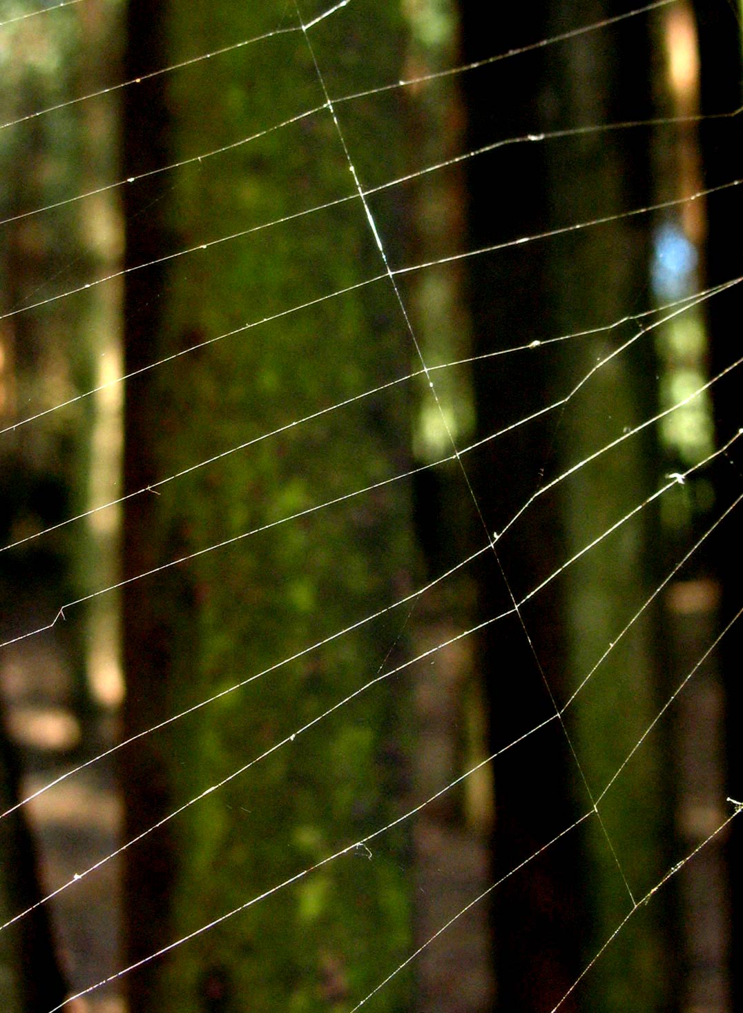 Photography by annaalicja for DesignCrowd (Community Contests) | Design #8937844