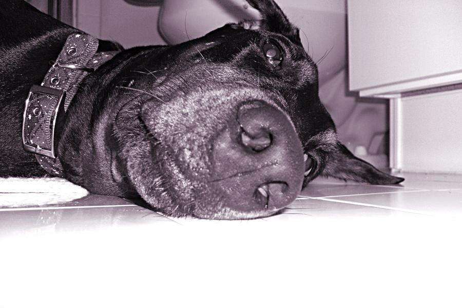 Photography by evitigre for DesignCrowd (Community Contests) | Design #8937861