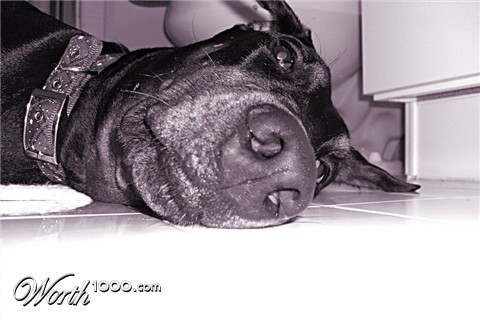 Photography by evitigre