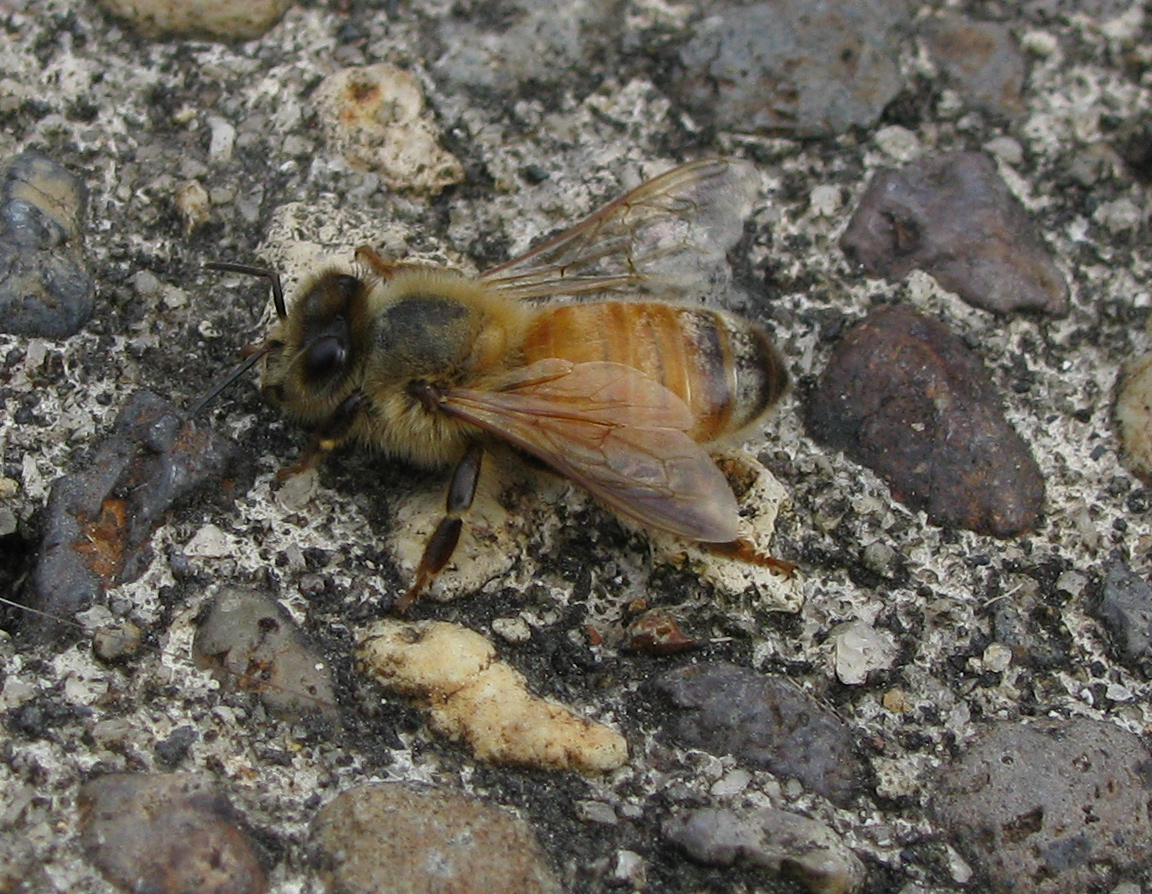 Photography by cushie for DesignCrowd (Community Contests) | Design #8937794