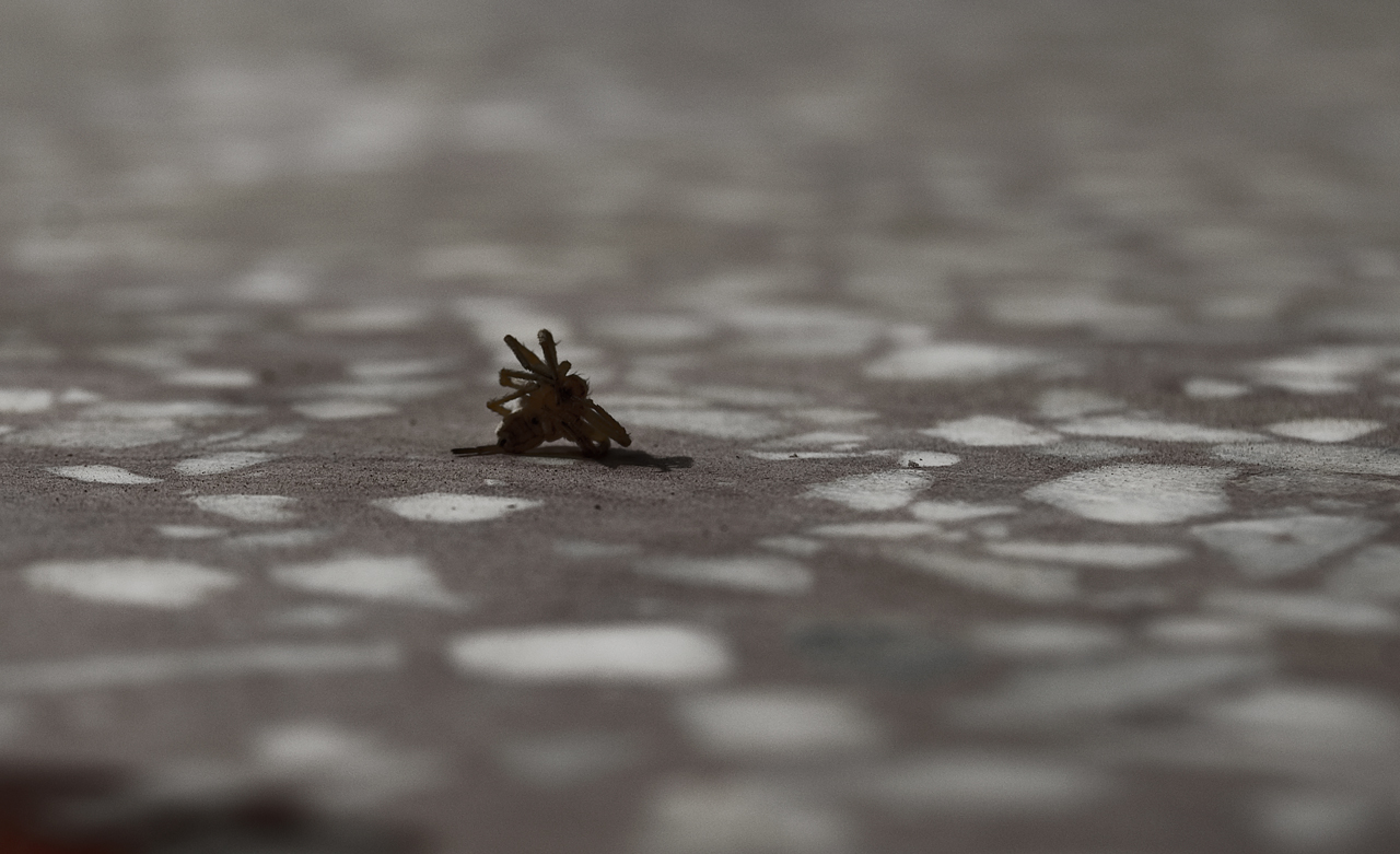 Photography by Smgkw123 for DesignCrowd (Community Contests) | Design #8937770