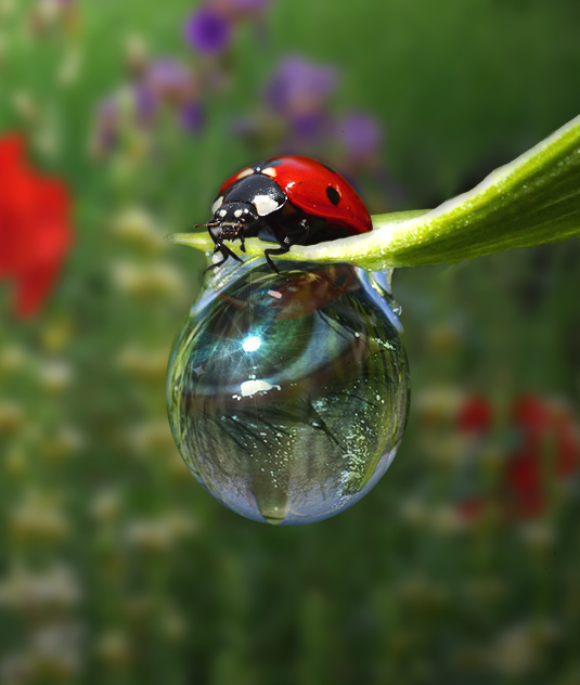 Photoshop-Design von MissGator für DesignCrowd (Community Contests) | Design #8937956