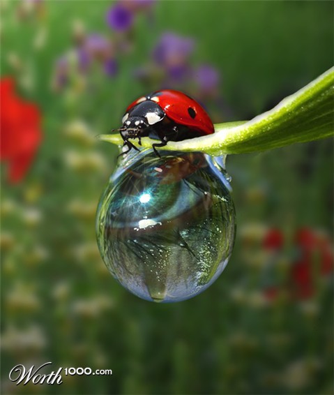 Photoshop Design by MissGator