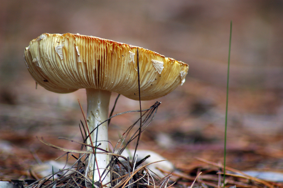 Photographie par cassanhorse pour DesignCrowd (Community Contests) | Design #8937939