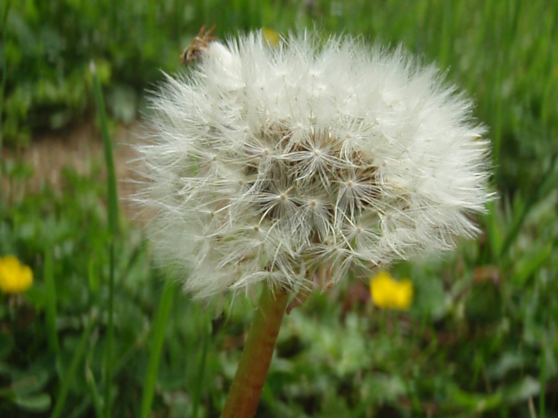 Fotografía por IvveyViolett para DesignCrowd (Community Contests) | Diseño #8937959