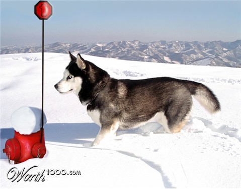 Photoshop Design by FuzzyDuck