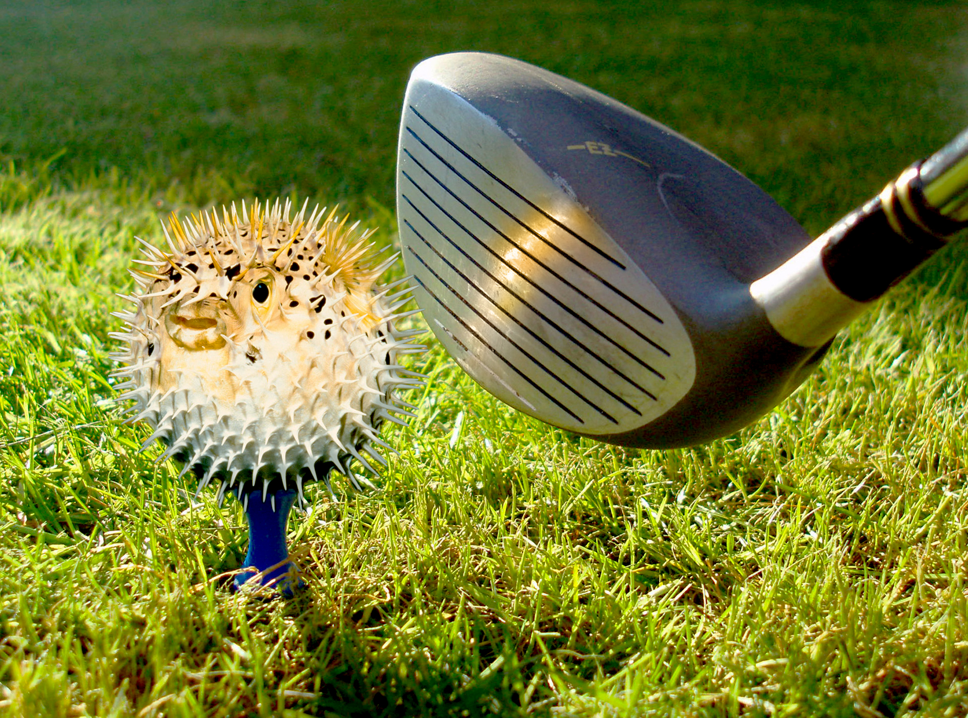 Photoshop Design by killrbeaver for DesignCrowd (Community Contests) | Design #8940080