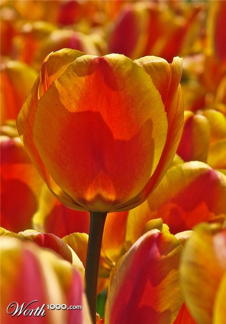 Photography by Jaap54