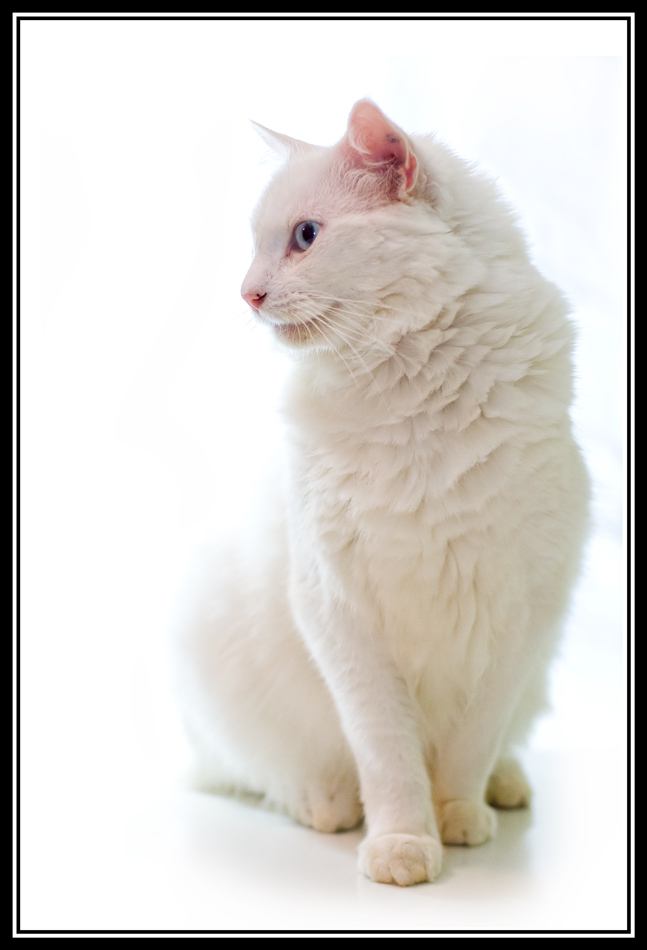 Fotografía por JuzzyDee para DesignCrowd (Community Contests) | Diseño #8936571