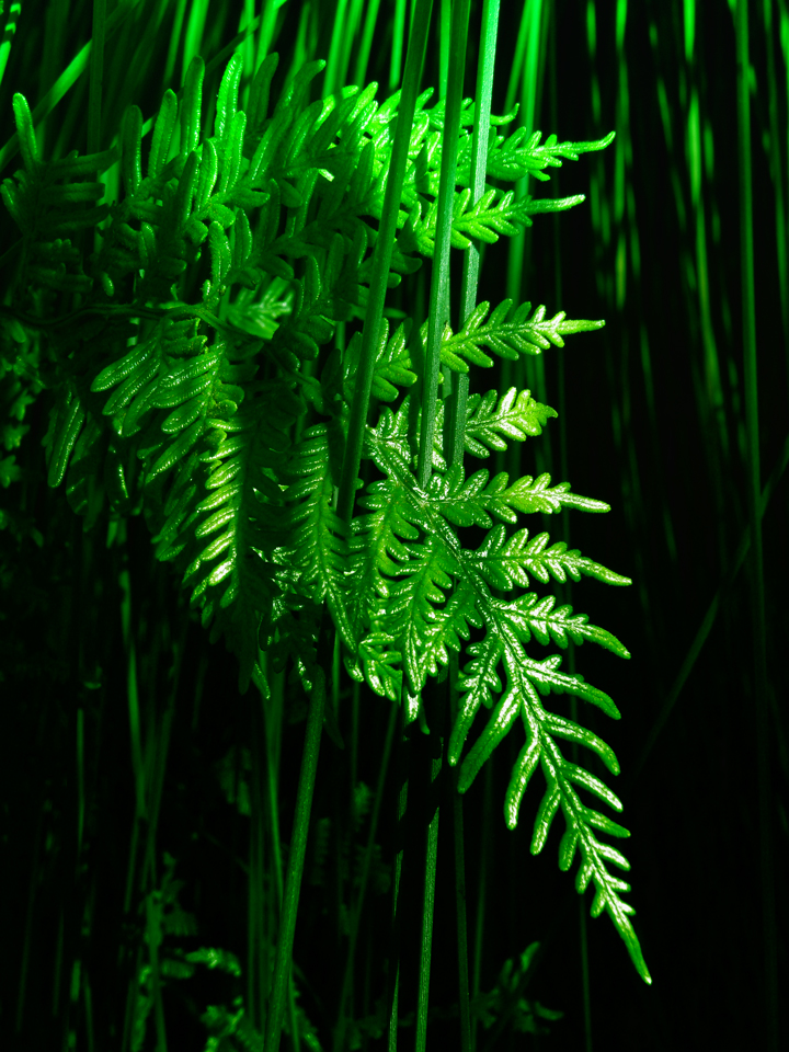Fotografie von VICOZ1 für DesignCrowd (Community Contests) | Design #8936584
