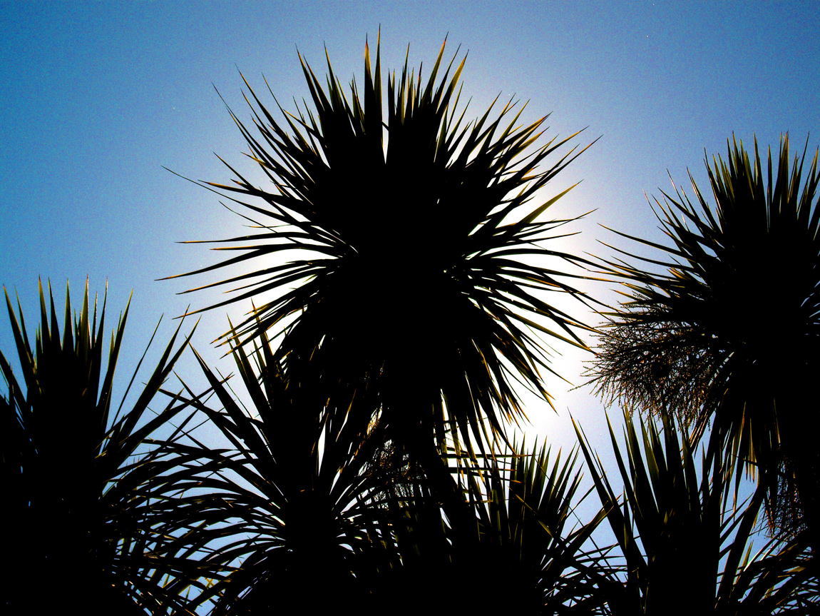 Photography by johnnyx123 for DesignCrowd (Community Contests) | Design #8935423