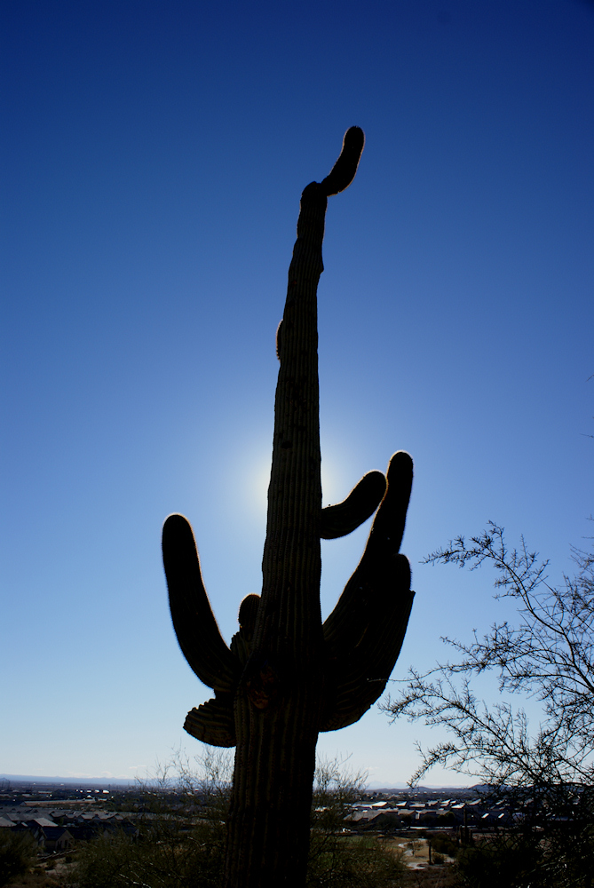 Photography by Francoise for DesignCrowd (Community Contests) | Design #8935465