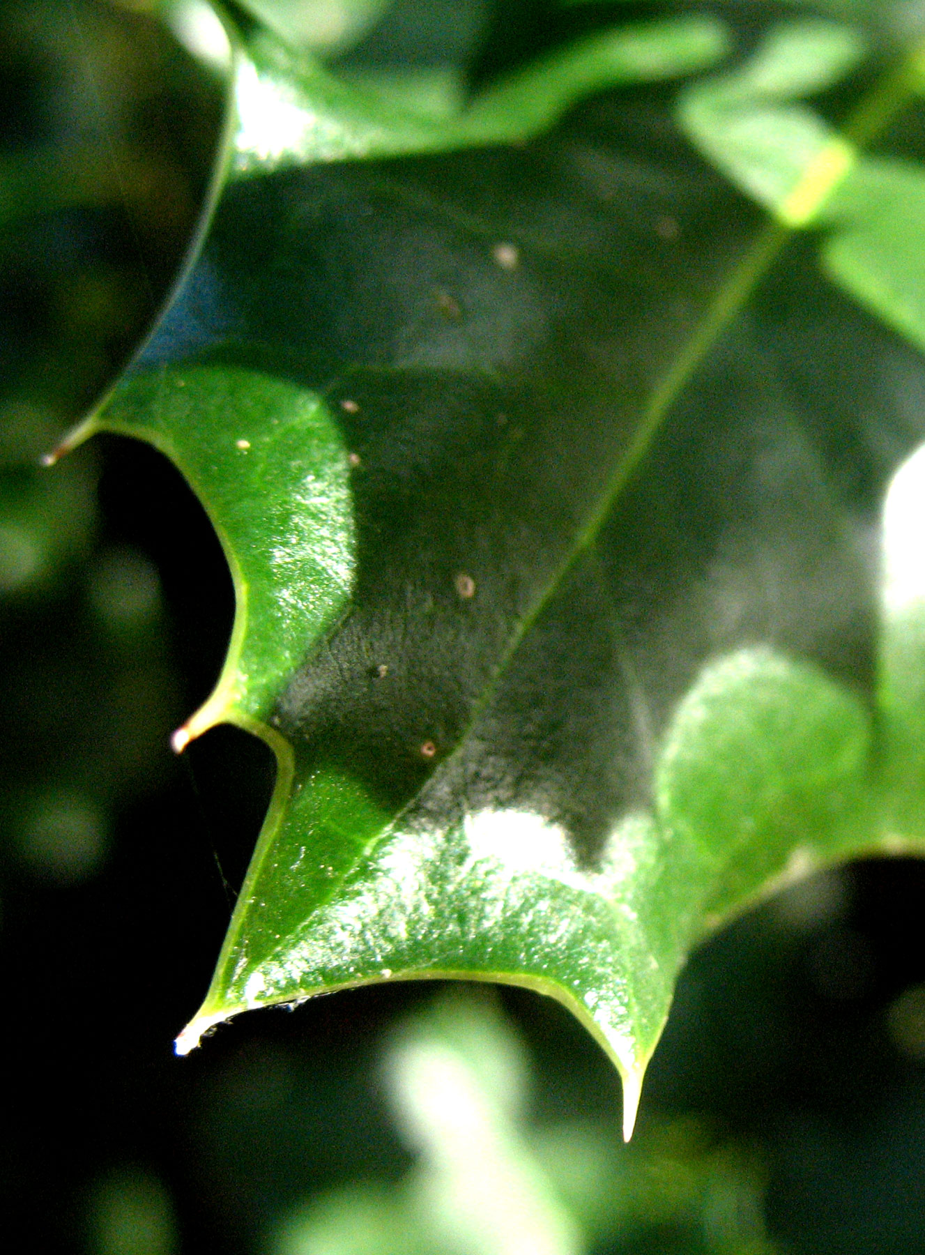 Photography by annaalicja for DesignCrowd (Community Contests) | Design #8936604