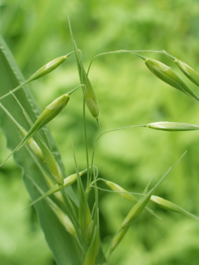 Photographie par cassanhorse pour DesignCrowd (Community Contests) | Design #8936612