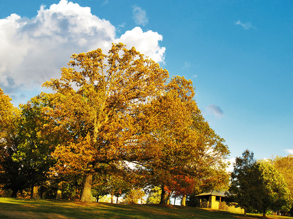 Fotografie von ChronicPest für DesignCrowd (Community Contests) | Design #8936977