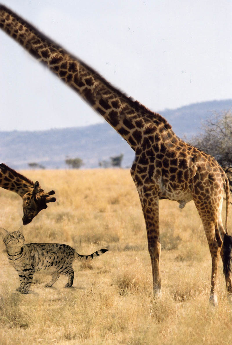 Design Photoshop par mdali2020 pour DesignCrowd (Community Contests) | Design #8939892