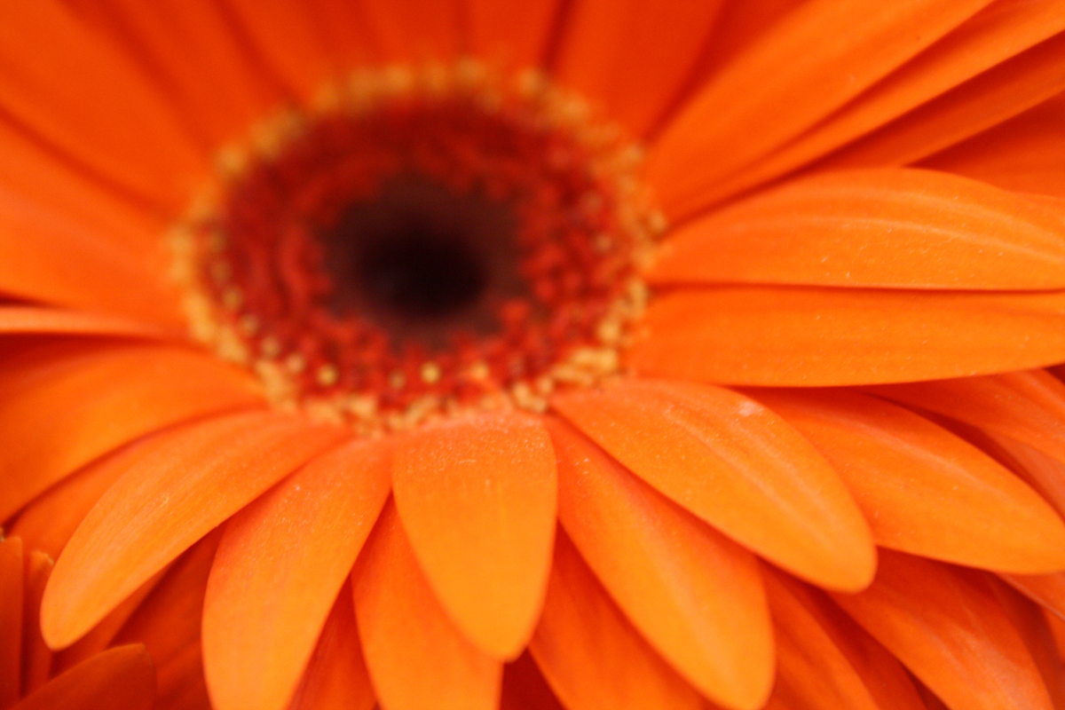 Fotografía por Eftekhar para DesignCrowd (Community Contests) | Diseño #8936659