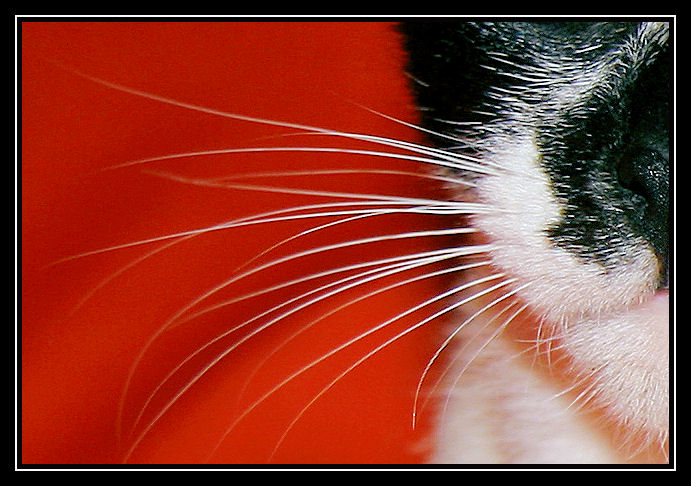 Photographie par lynvdg pour DesignCrowd (Community Contests) | Design #8934997