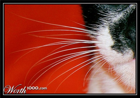 Photography by lynvdg