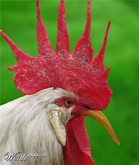 Photoshop Design by janefrog