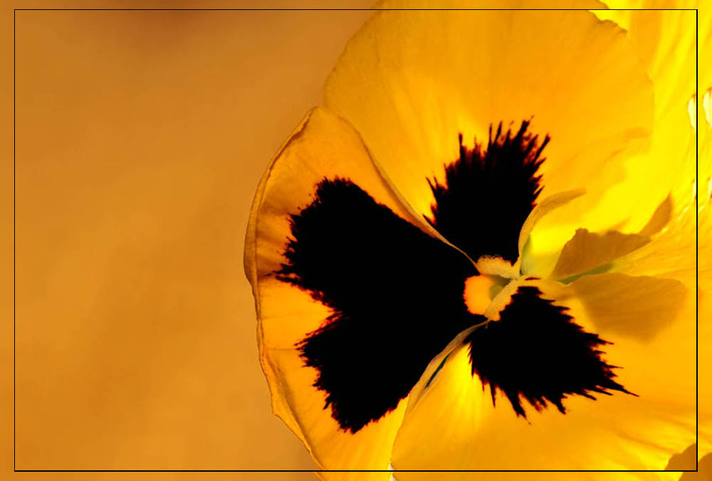 Fotografie von Isabella2006 für DesignCrowd (Community Contests) | Design #8936634