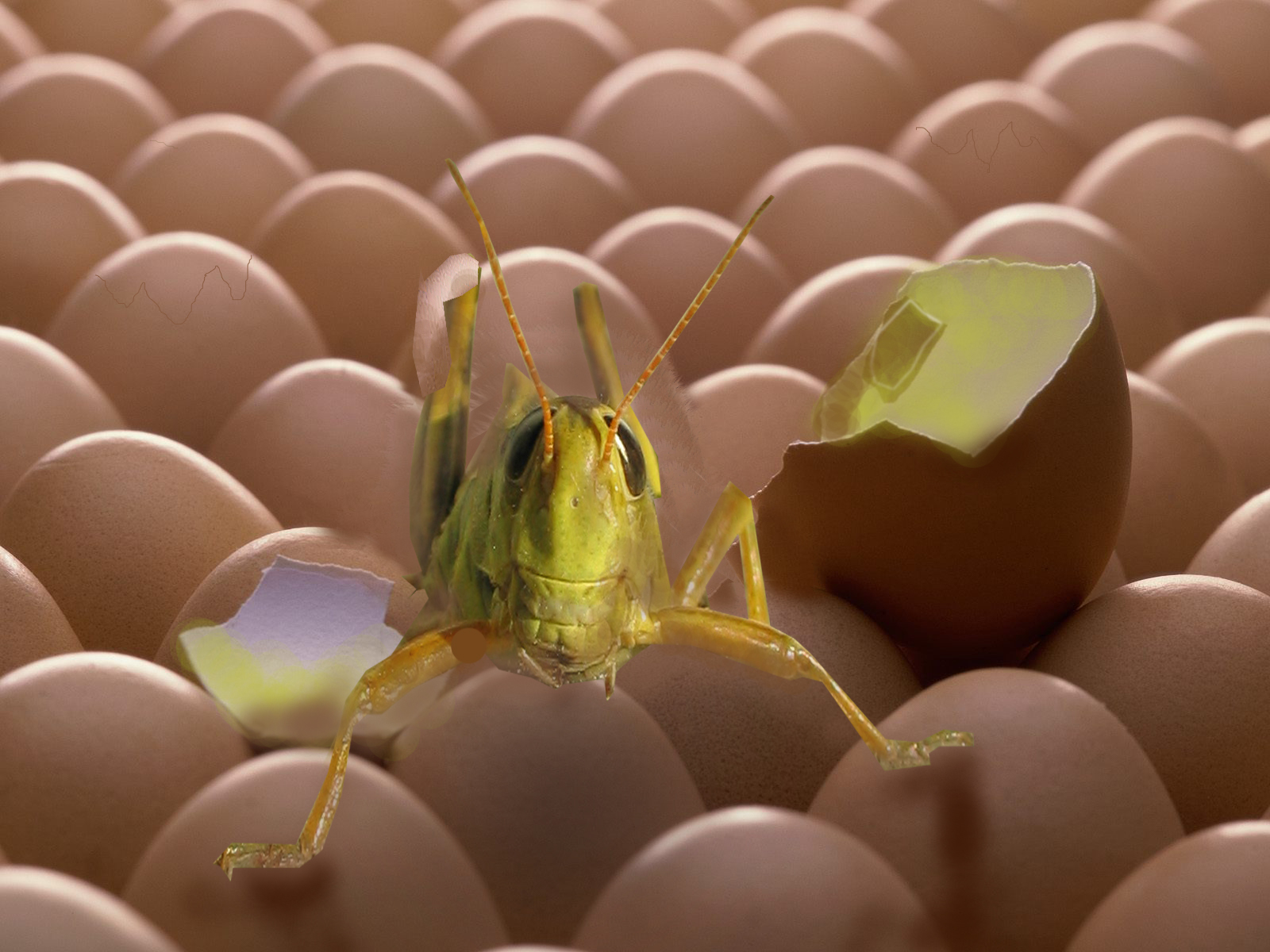 Photoshop-Design von crouchy28 für DesignCrowd (Community Contests) | Design #8935503