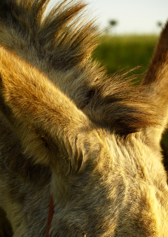 Fotografie von vtrpina für DesignCrowd (Community Contests) | Design #8935035