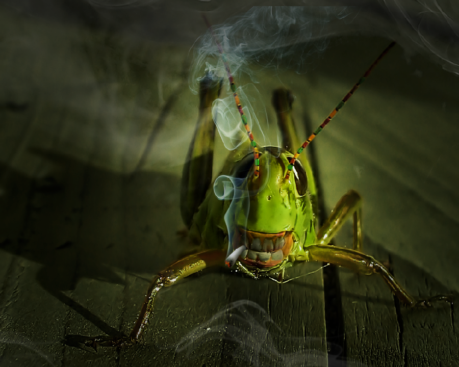 Photoshop Design by tysambouille for DesignCrowd (Community Contests) | Design #8935506