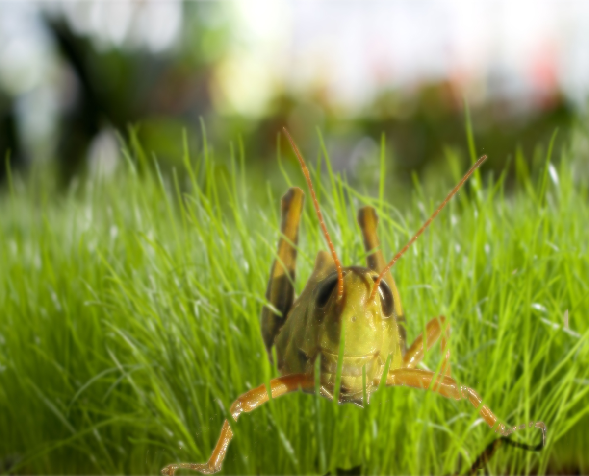 Photoshop Design by anestan for DesignCrowd (Community Contests) | Design #8935599