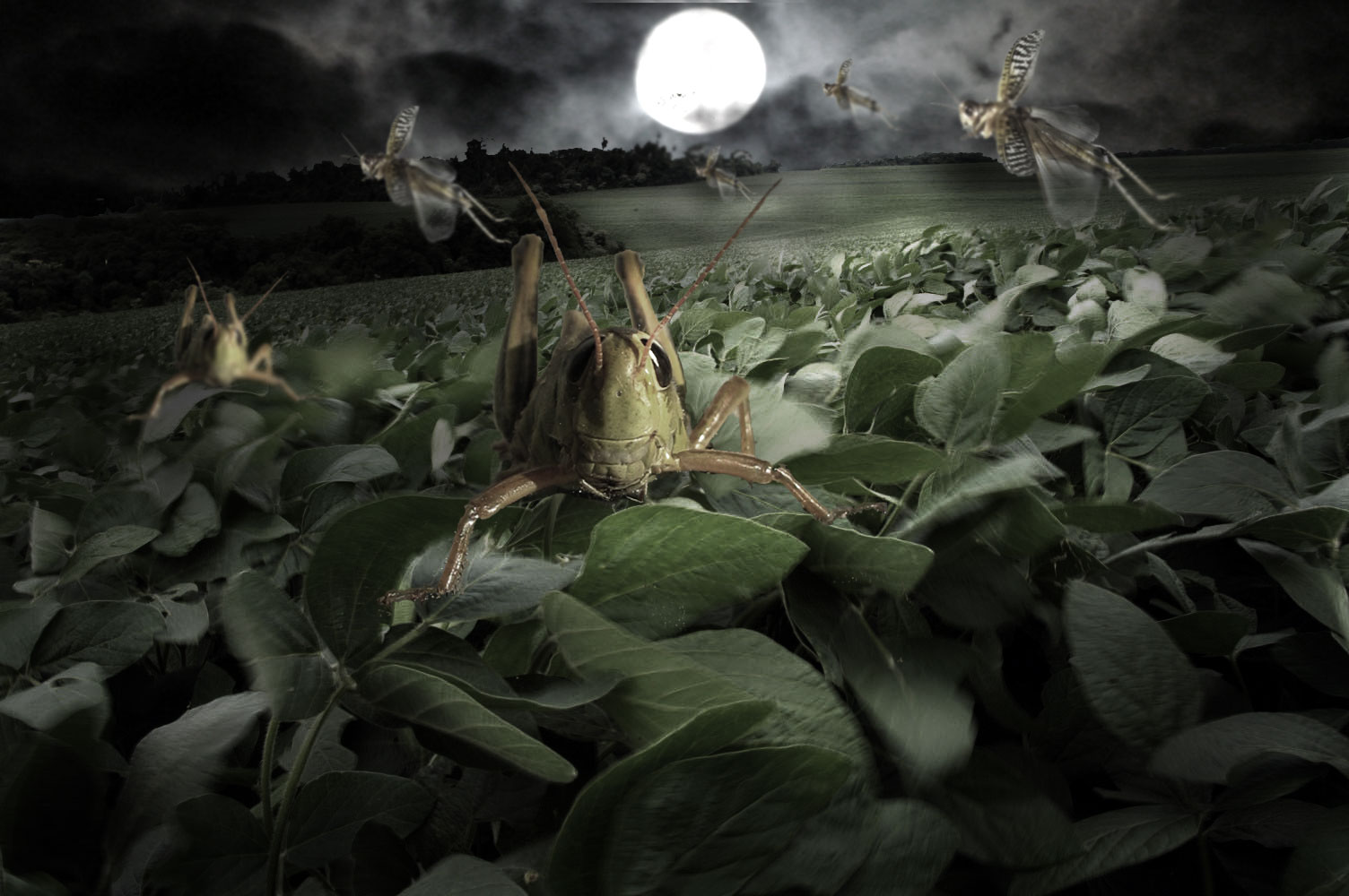 Photoshop Design by pochiex2 for DesignCrowd (Community Contests) | Design #8935571