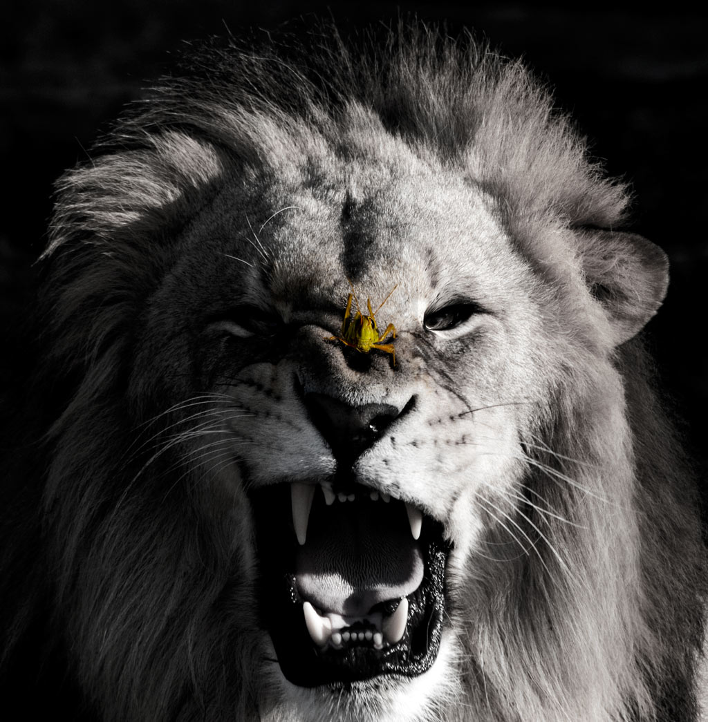 Photoshop Design by MrTellus for DesignCrowd (Community Contests) | Design #8935676