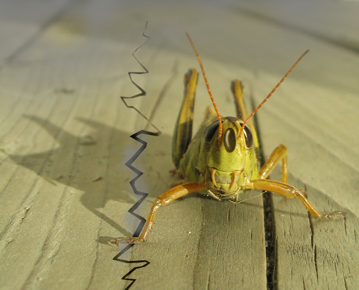 Photoshop Design by jsmrcaga for DesignCrowd (Community Contests) | Design #8935692