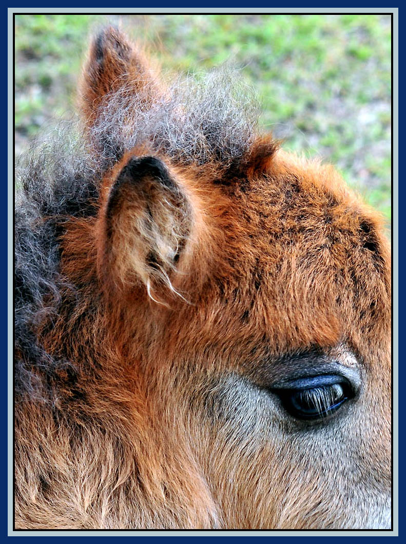 Fotografie von Isabella2006 für DesignCrowd (Community Contests) | Design #8935050