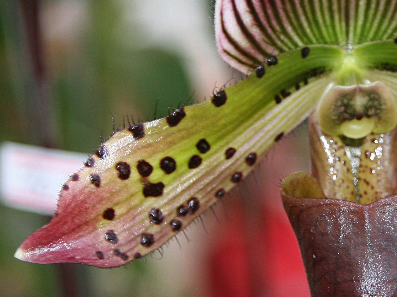 Photography by Paulabruann for DesignCrowd (Community Contests) | Design #8935047