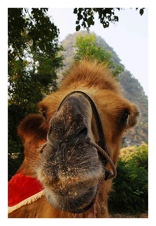 Photography by YaAmir for DesignCrowd (Community Contests) | Design #8935063