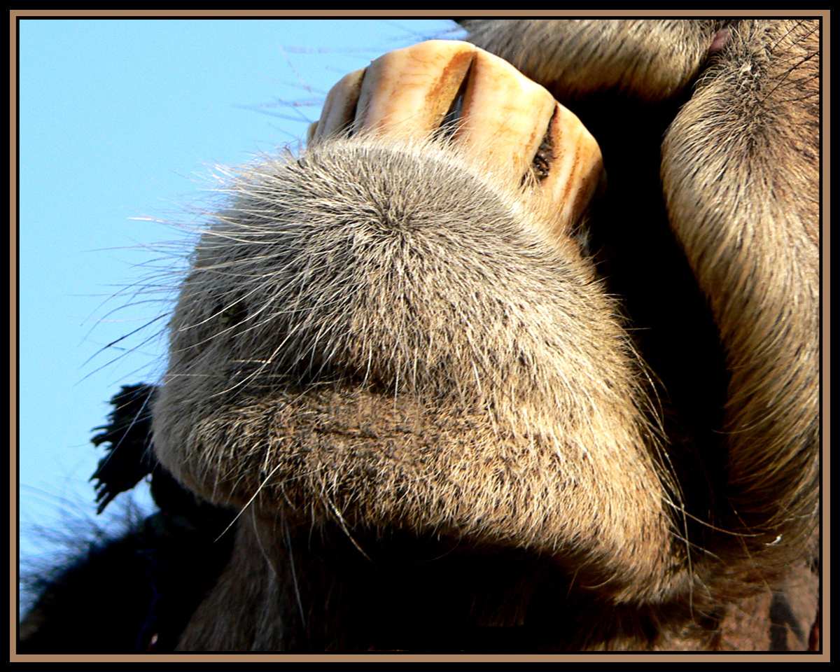 Fotografía por sgatanstu para DesignCrowd (Community Contests) | Diseño #8935118