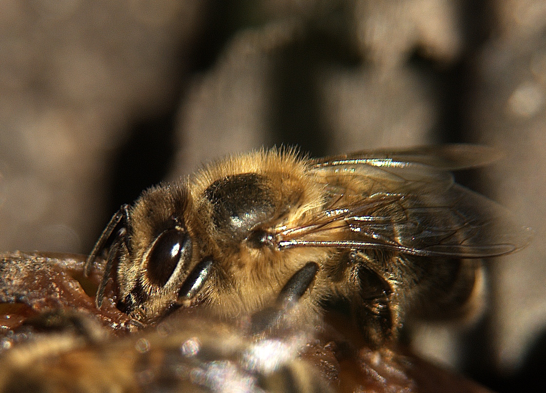 Photography by amorfic for DesignCrowd (Community Contests) | Design #8935136