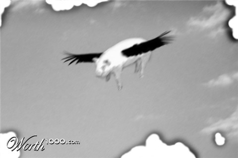 Photoshop Design by SharkFreak