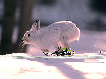 Photoshop Design by DeanG11 for DesignCrowd (Community Contests) | Design #8935724