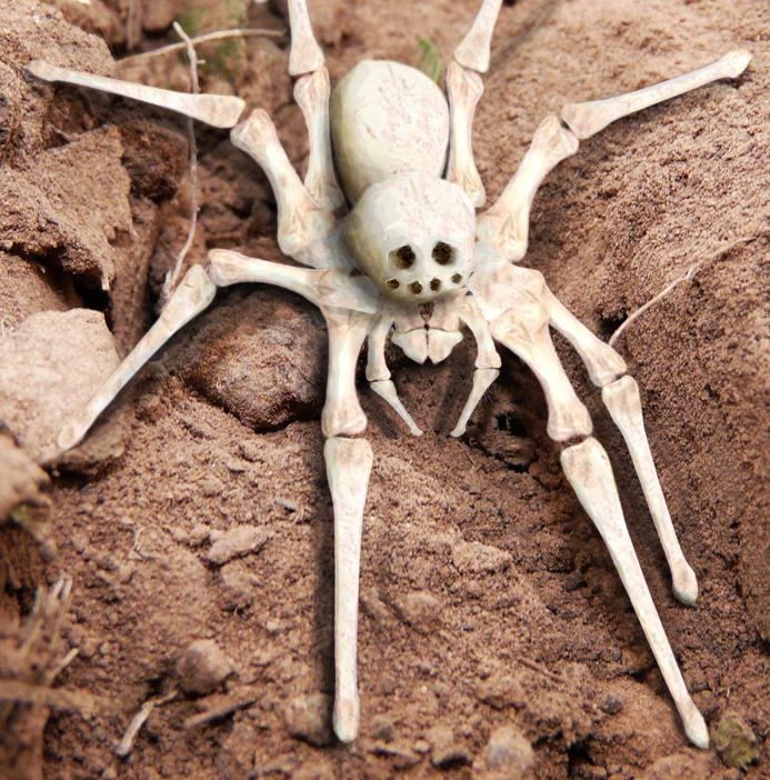 Photoshop Design by Zakfuego for DesignCrowd (Community Contests) | Design #8939000