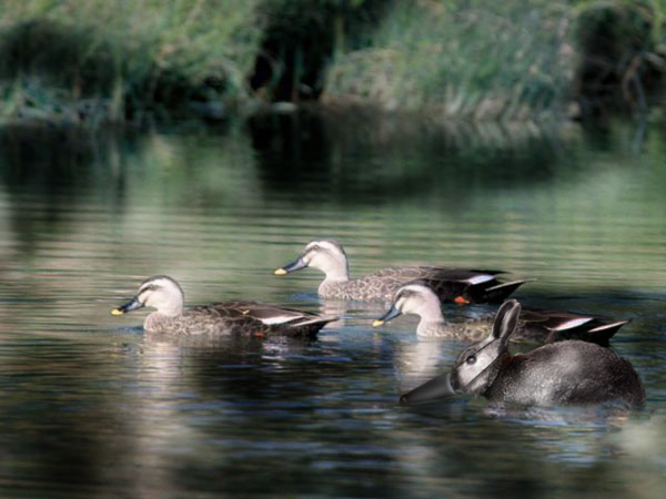 Photoshop Design by thunderhorse for DesignCrowd (Community Contests) | Design #8935790