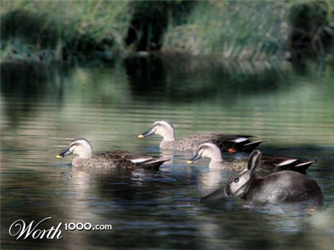 Photoshop Design by thunderhorse