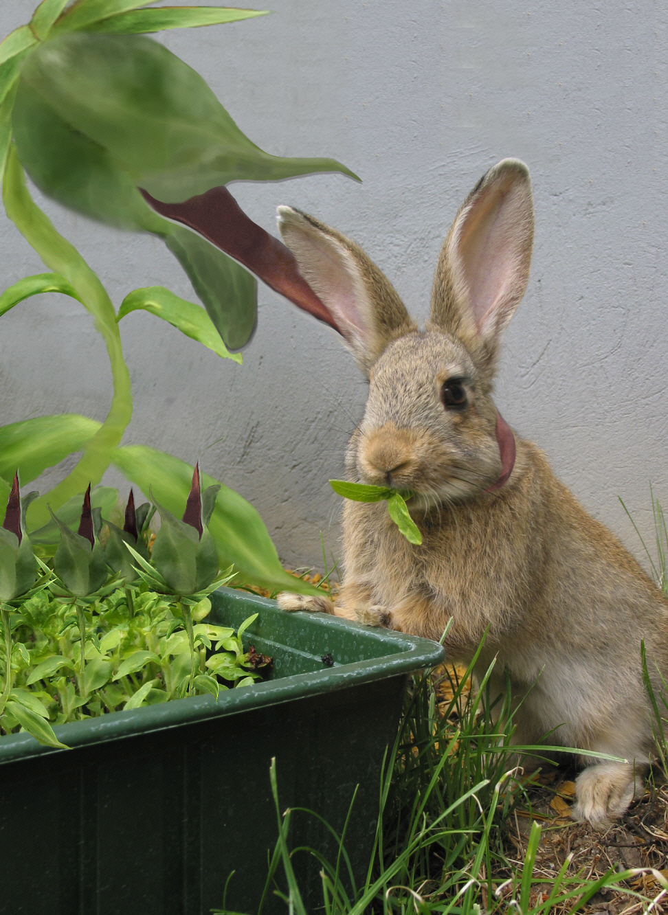 Photoshop Design by Ydiot for DesignCrowd (Community Contests) | Design #8935785