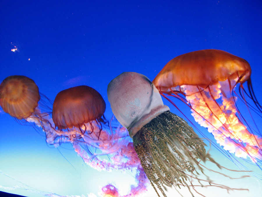 Photoshop Design by mpuppett for DesignCrowd (Community Contests) | Design #8936175