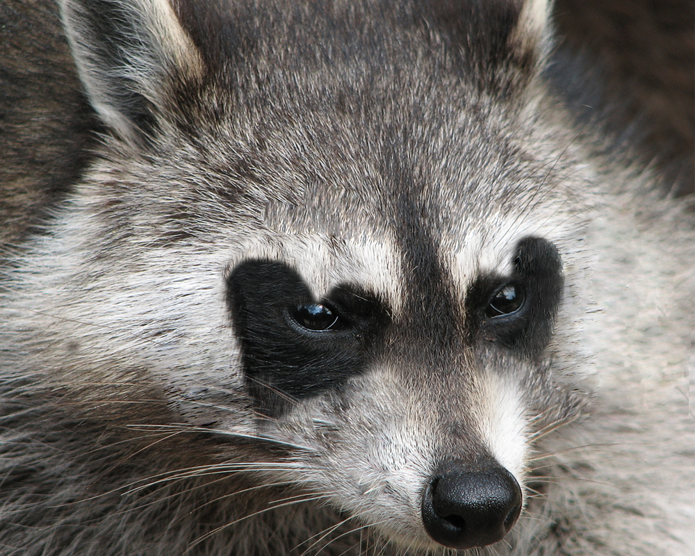 Photoshop Design by inuinu for DesignCrowd (Community Contests) | Design #8937380