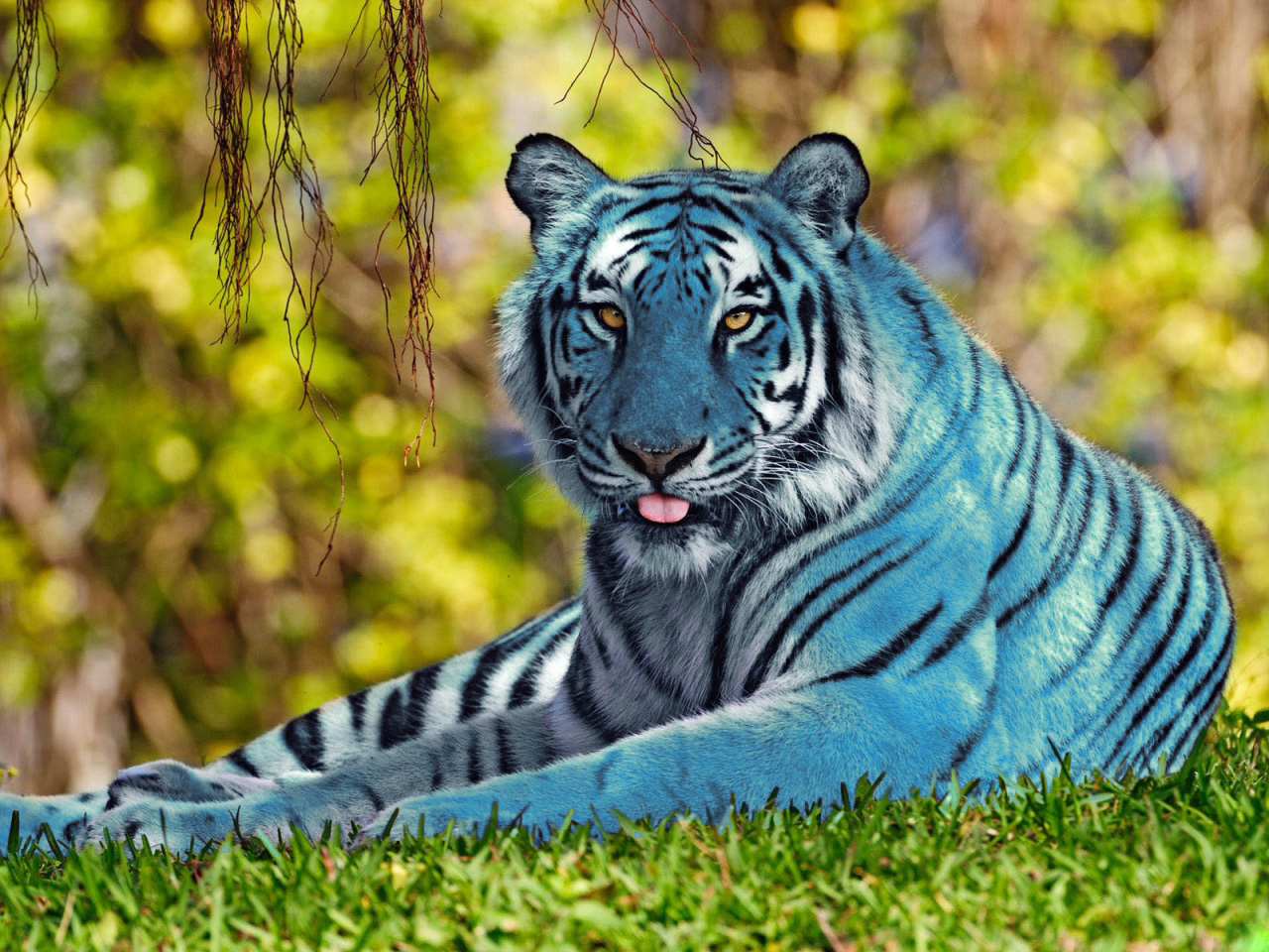 Photoshop Design by watschi for DesignCrowd (Community Contests) | Design #8936013