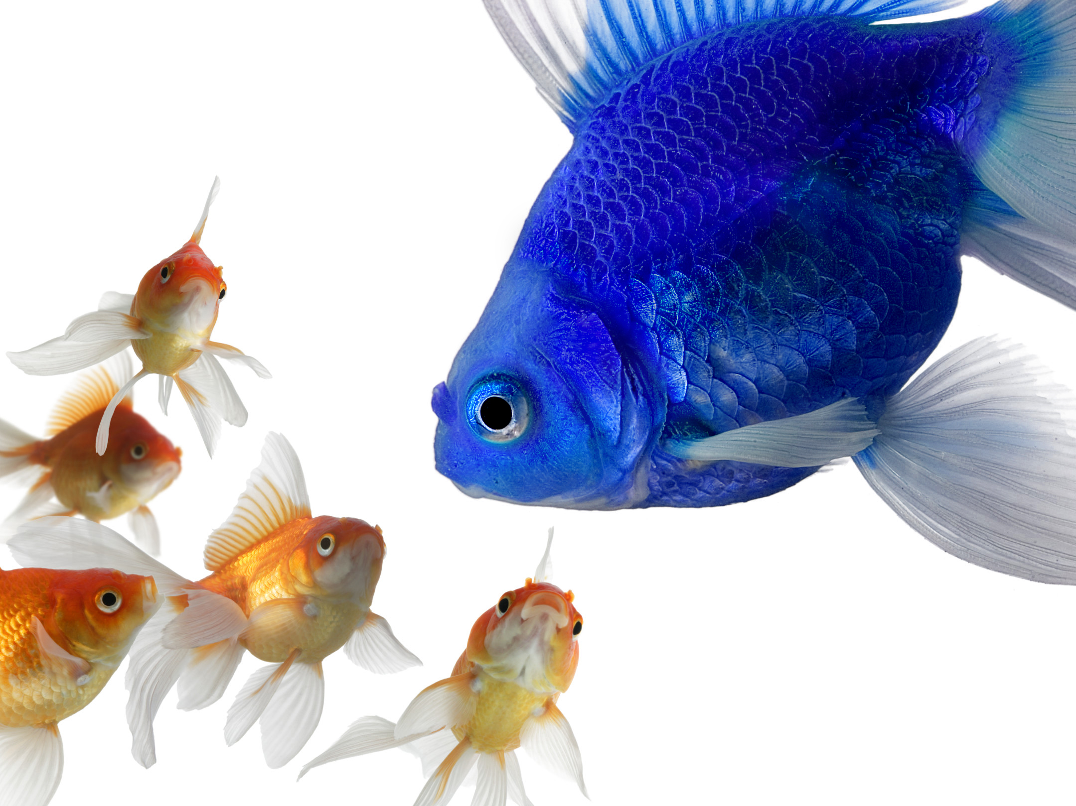 Photoshop-Design von NN für DesignCrowd (Community Contests) | Design #8936017