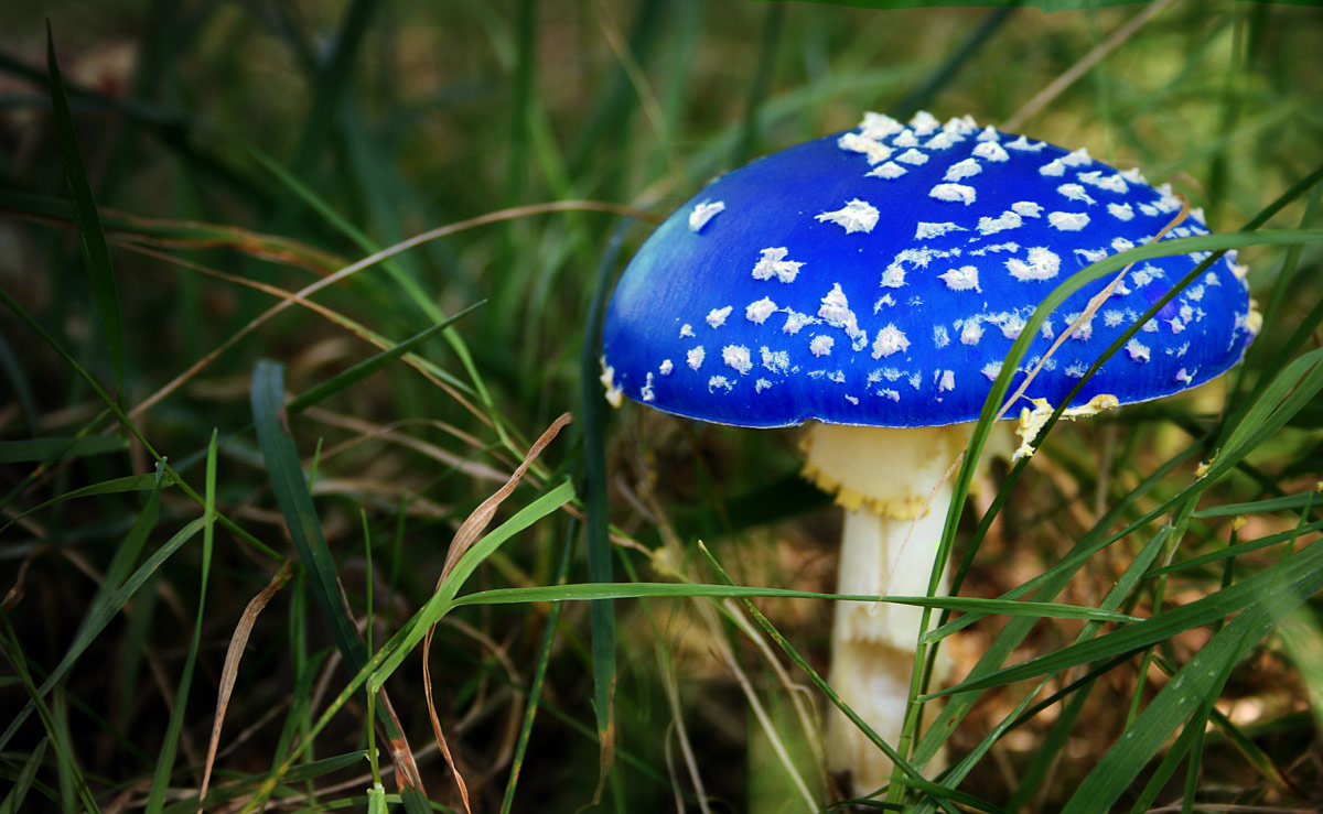 Photoshop Design by MiaWallace for DesignCrowd (Community Contests) | Design #8936195